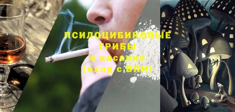 Галлюциногенные грибы Psilocybine cubensis  Жиздра 